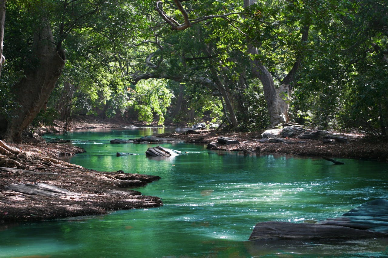 A tranquil forest stream surrounded by lush greenery and rocks, perfect for a nature escape.